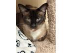 Adopt Lola 4374 a Siamese / Mixed cat in Vista, CA (41504084)