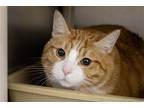 Adopt Simba a Domestic Shorthair / Mixed cat in Mountain Home, AR (41490277)