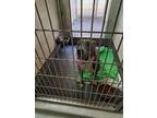 Adopt CHIEF a Gray/Silver/Salt & Pepper - with White American Pit Bull Terrier /