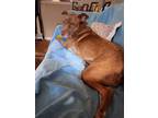 Adopt Ahsoka a Brindle American Pit Bull Terrier / Labrador Retriever / Mixed