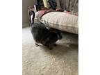 Adopt Ivan a Gray or Blue Domestic Shorthair / Mixed (medium coat) cat in