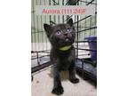 Adopt Foster Aurora a All Black Domestic Shorthair / Mixed (short coat) cat in
