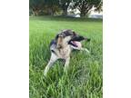 Adopt Zuri a Black - with Tan, Yellow or Fawn German Shepherd Dog / Australian