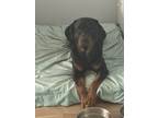 Adopt Seven a Black - with Brown, Red, Golden, Orange or Chestnut Rottweiler /
