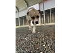 Adopt a Gray/Blue/Silver/Salt & Pepper American Pit Bull Terrier dog in