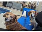 Adopt Angel / Dixie a Dachshund / Mixed dog in Gloversville, NY (41498170)