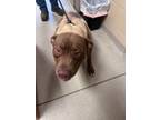 Adopt Baxter 30400 a Brown/Chocolate Pit Bull Terrier dog in Joplin