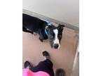 Adopt Juno 30399 a Black Pit Bull Terrier dog in Joplin, MO (41503686)
