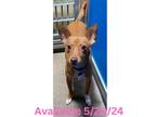 Adopt Dog Kennel #4 Foxxy a Terrier (Unknown Type, Small) / Mixed dog in