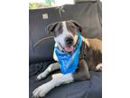 Adopt Sigrid a Black - with White Great Dane / Australian Cattle Dog / Mixed dog