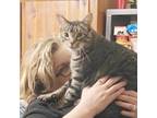 Adopt Maximilian meet 5/31 a Brown Tabby Domestic Shorthair (short coat) cat in