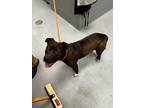 Adopt Peach a American Staffordshire Terrier / Mixed Breed (Medium) / Mixed dog