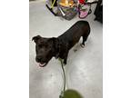 Adopt Rosalina a American Staffordshire Terrier / Mixed Breed (Medium) / Mixed