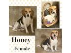Adopt Honey a Tricolor (Tan/Brown & Black & White) Beagle / Mixed dog in East