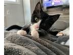 Adopt Kitten Cupid a Black & White or Tuxedo Domestic Shorthair / Mixed (short