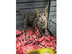 Adopt Jeremiah a Brown Tabby Domestic Shorthair (short coat) cat in Clinton