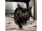 Adopt Phoenix a Black (Mostly) Oriental / Mixed (short coat) cat in Aurora