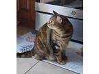 Adopt Willow a Brown or Chocolate (Mostly) Tabby / Mixed (medium coat) cat in