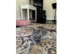 Adopt Huckleberry a Gray or Blue American Shorthair / Mixed (medium coat) cat in