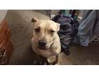Adopt CeeCee a Brindle Labrador Retriever / American Pit Bull Terrier / Mixed