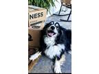 Adopt Ralphie a Black - with Tan, Yellow or Fawn Border Collie / Australian