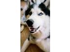 Adopt Milo a Black - with White Husky / Mixed dog in Rock Hill, SC (41480540)