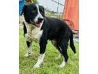 Adopt Baker Bunch Pup a Black - with White Blue Heeler / Border Collie / Mixed