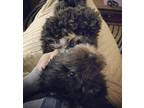 Adopt Shaemus a Black - with White Shih Tzu / Poodle (Miniature) / Mixed dog in