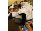 Adopt Kittens a Tan or Fawn Tabby Domestic Shorthair / Mixed (short coat) cat in