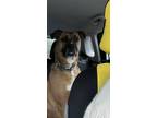 Adopt Samantha a Brindle - with White Boxer / German Shepherd Dog / Mixed dog in