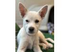 Adopt Iris a Australian Cattle Dog / Parson Russell Terrier / Mixed dog in