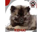 Adopt KENAI ❤️ a Gray/Blue/Silver/Salt & Pepper Keeshond / Mixed dog in
