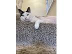 Adopt Oreo a Black & White or Tuxedo American Shorthair / Mixed (medium coat)