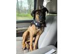 Adopt Duke a Tricolor (Tan/Brown & Black & White) Belgian Malinois / Mixed dog