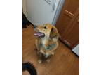 Adopt Remmy a Red/Golden/Orange/Chestnut - with Black Retriever (Unknown Type) /