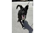 Adopt Hope a Black - with White German Shepherd Dog / Shepherd (Unknown Type) /