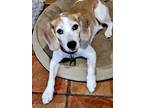 Adopt Custer a Red/Golden/Orange/Chestnut - with White Beagle / Mixed dog in