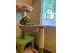Adopt Gary a Gray or Blue Domestic Shorthair / Mixed (short coat) cat in