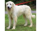 Adopt Saint 38708 a White Great Pyrenees / Mixed dog in Prattville