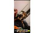 Adopt Lily a Black - with Tan, Yellow or Fawn German Shepherd Dog / Hound