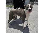 Adopt Rylan a Gray/Silver/Salt & Pepper - with White Pit Bull Terrier / Terrier