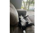 Adopt Diamond a Black & White or Tuxedo American Shorthair / Mixed (short coat)