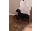 Adopt Karma a Black - with Brown, Red, Golden, Orange or Chestnut Doberman