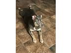 Adopt Sasha a Gray/Silver/Salt & Pepper - with White American Pit Bull Terrier