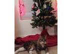 Adopt Mao a Brown or Chocolate (Mostly) Maine Coon / Mixed (medium coat) cat in