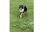 Adopt Partner a Tricolor (Tan/Brown & Black & White) Australian Shepherd /