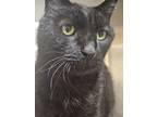 Adopt a Domestic Longhair / Mixed cat in Spokane Valley, WA (41502956)