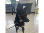 Adopt Kyla a Australian Kelpie / Mixed dog in Des Moines, IA (41502994)