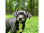 Adopt Sissy a Tricolor (Tan/Brown & Black & White) Jack Russell Terrier /
