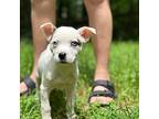 Adopt Stella a White - with Brown or Chocolate Jack Russell Terrier / Terrier